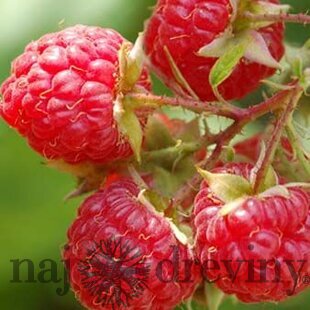 Malina červená ´WILLAMETTE´ (veľkoplodá), v črepníku P11 Rubus idaeus Willamette