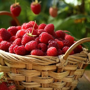 Malina jesenná Autumn Bliss, v črepníku Rubus idaeus Autumn Bliss
