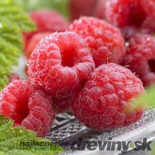 Malina letná Malling Promise, výška 40/60 cm, v črepníku Rubus idaeus Malling Promise