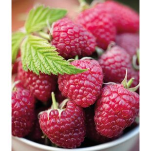 Malina Polana, v črepníku Rubus idaeus Polana