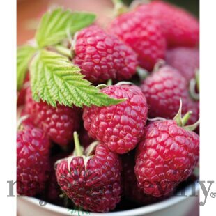 Malina Polana, v črepníku Rubus idaeus Polana