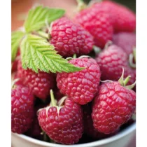 Malina Polana, v črepníku Rubus idaeus Polana