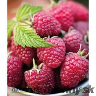 Malina Polana, v črepníku Rubus idaeus Polana