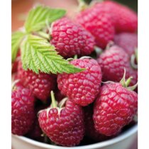 Malina Polana, v črepníku Rubus idaeus Polana