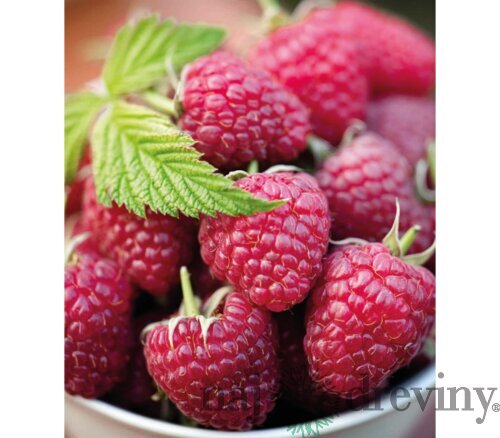Malina Polana, v črepníku Rubus idaeus Polana