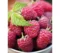 Malina Polana, v črepníku Rubus idaeus Polana
