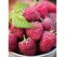 Malina Polana, v črepníku Rubus idaeus Polana