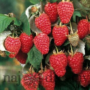 Malina Two Timer 2x rodiaca - Sugana supersladká, v črepníku Rubus idaeus Sugana