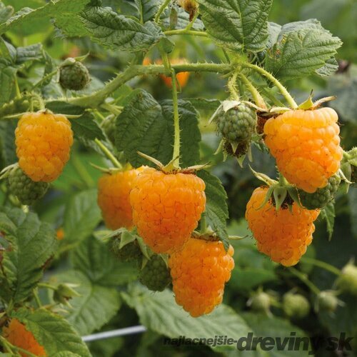 Malina Two Timer 2x rodiaca - Sugana Yellow - žltá supersladká, v črepníku Rubus idaeus Sugana Yellow