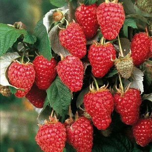 Malina Two Timer 2x rodiaca - Sugana Yellow - žltá supersladká, v črepníku Rubus idaeus Sugana Yellow
