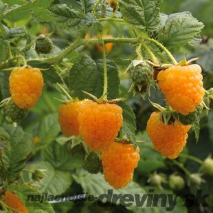 Malina Two Timer 2x rodiaca - Sugana Yellow - žltá supersladká, v črepníku Rubus idaeus Sugana Yellow