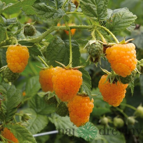 Malina Two Timer 2x rodiaca - Sugana Yellow - žltá supersladká, v črepníku Rubus idaeus Sugana Yellow