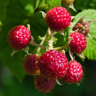 Malina zakrslá ´BON BON BERRY®YUMMY´, v črepníku 1,5l Rubus idaeus ‘Yummy‘