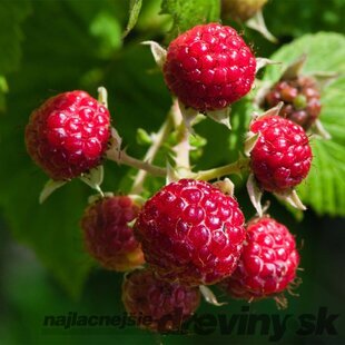 Malina zakrslá ´BON BON BERRY®YUMMY´, v črepníku 1,5l Rubus idaeus ‘Yummy‘