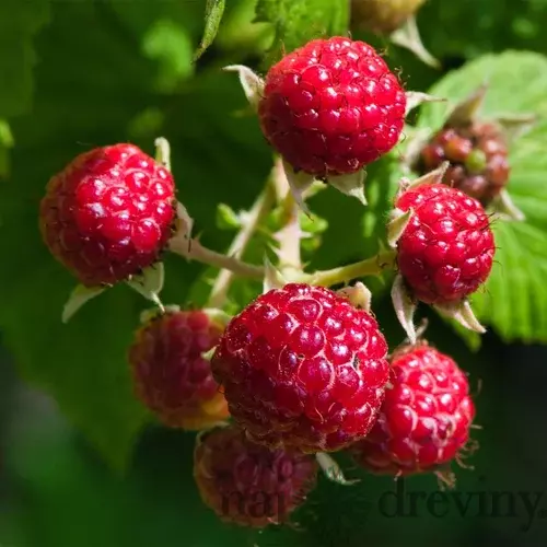 Malina zakrslá ´BON BON BERRY®YUMMY´, v črepníku 1,5l Rubus idaeus ‘Yummy‘