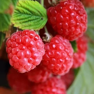 Malina zakrslá červená ´SWEET SUNSHINE´ (2x rodiaca), v črepníku 1,5l Rubus idaeus ‘Sweet Sunshine‘