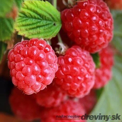 Malina zakrslá červená ´SWEET SUNSHINE´ (2x rodiaca), v črepníku 1,5l Rubus idaeus ‘Sweet Sunshine‘