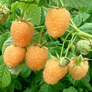 Malina žltá Fallgold, výška 30/40 cm, v črepníku Rubus idaeus