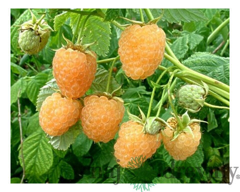 Malina žltá Fallgold, výška 30/40 cm, v črepníku Rubus idaeus