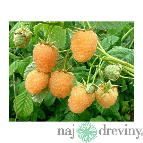 Malina žltá Fallgold, výška 30/40 cm, v črepníku Rubus idaeus