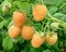 Malina žltá Fallgold, výška 30/40 cm, v črepníku Rubus idaeus