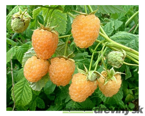 Malina žltá Fallgold, výška 30/40 cm, v črepníku Rubus idaeus