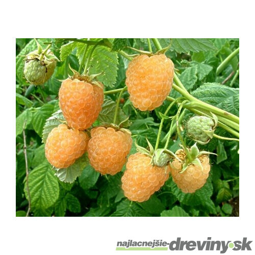 Malina žltá Fallgold, výška 30/40 cm, v črepníku Rubus idaeus
