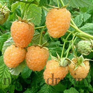 Malina žltá Fallgold, výška 30/40 cm, v črepníku Rubus idaeus