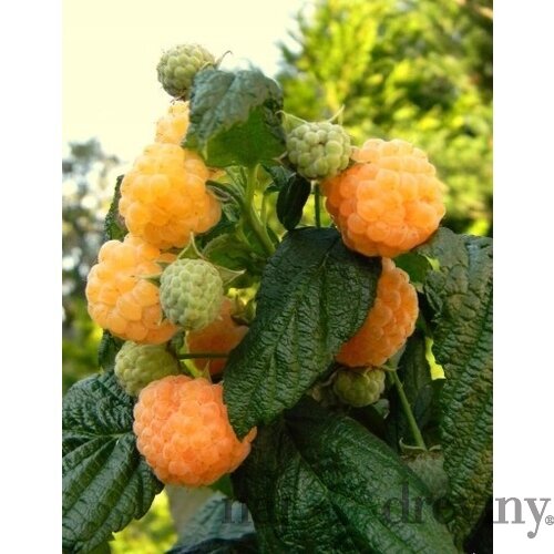 Malina žltá ‘Poranna Rosa‘, voľnokorenná Rubus idaeus ‘Poranna Rosa‘