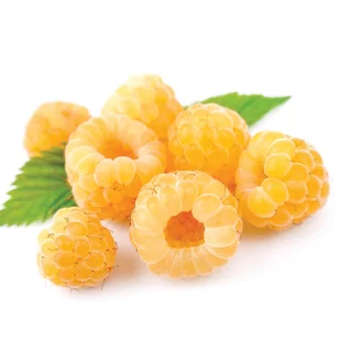 Malina žltá supersladká Golden Queen, výška 20/50 cm, v črepníku 2l Rubus idaeus Golden Queen