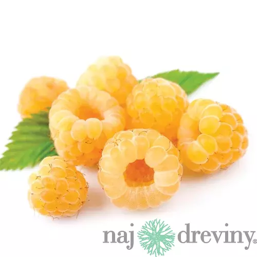 Malina žltá supersladká Golden Queen, výška 20/50 cm, v črepníku 2l Rubus idaeus Golden Queen