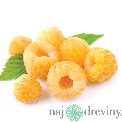 Malina žltá supersladká Golden Queen, výška 20/50 cm, v črepníku 2l Rubus idaeus Golden Queen