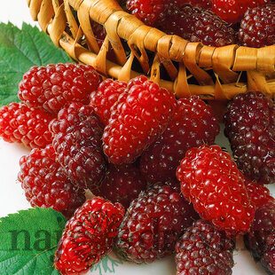 Malinočernica Rubus Tayberry, výška 55/65 cm, v črepníku Rubus Toyberry