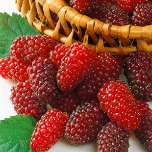 Malinočernica Rubus Tayberry, výška 55/65 cm, v črepníku Rubus Toyberry