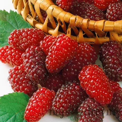 Malinočernica Rubus Tayberry, výška 55/65 cm, v črepníku Rubus Toyberry