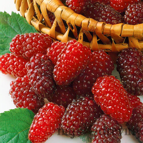 Malinočernica Rubus Tayberry, výška 55/65 cm, v črepníku Rubus Toyberry