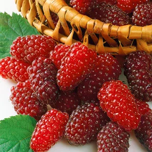 Malinočernica Rubus Tayberry, výška 55/65 cm, v črepníku Rubus Toyberry