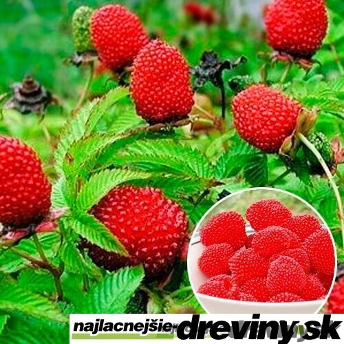 Malinojahoda, v črepníku Rubus illecebrosus