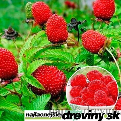 Malinojahoda, v črepníku Rubus illecebrosus