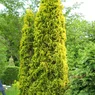 Maloyana Aurea