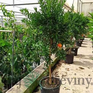 Mandaríka - mandarinkovník, už rodiaci, štepený, na kmienku 30/60 cm, v črepníku 3l Citrus reticulata