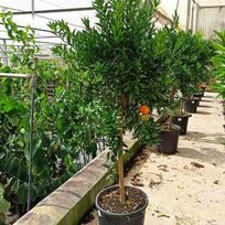 Mandarinka - mandarinkovník, už rodiaci, štepený, na kmienku 100/120 cm, v črepníku 3l Citrus reticulata