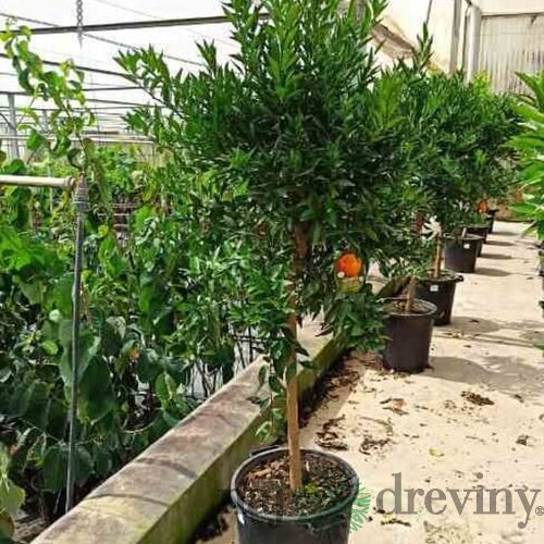Mandarinka - mandarinkovník, už rodiaci, štepený, na kmienku 100/120 cm, v črepníku 3l Citrus reticulata