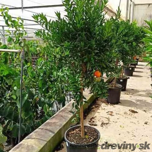 Mandarinka - mandarinkovník, už rodiaci, štepený, na kmienku 100/120 cm, v črepníku 3l Citrus reticulata