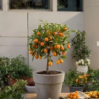 Mandarínka - mandarinkovník, už rodiaci, štepený, na kmienku 30/60 cm, v črepníku 3l Citrus reticulata