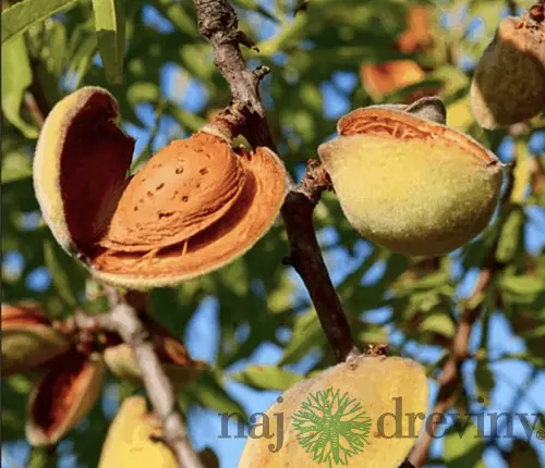 Mandľovník, výška 130/150 cm, obvod 8/10 cm, už rodiaca v črepníku Prunus Dulcis