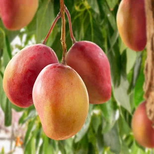 Mangovník indický ovocie mango 60/80 cm v črepníku Mangifera indica