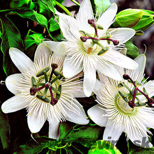 Marakuja (Mučenka belasá) Eliotte, výška 40/50 cm, v črepníku Passiflora caerulea Con.Elliotte