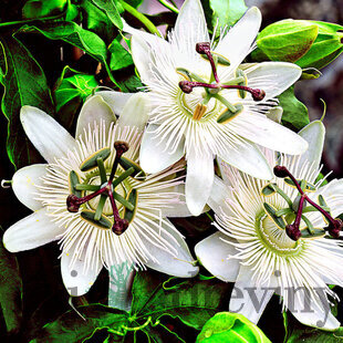 Marakuja (Mučenka belasá) Eliotte, výška 40/50 cm, v črepníku Passiflora caerulea Con.Elliotte