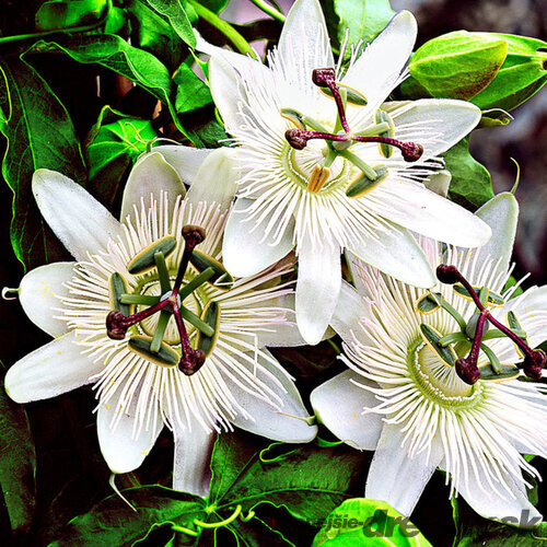 Marakuja (Mučenka belasá) Eliotte, výška 40/50 cm, v črepníku Passiflora caerulea Con.Elliotte